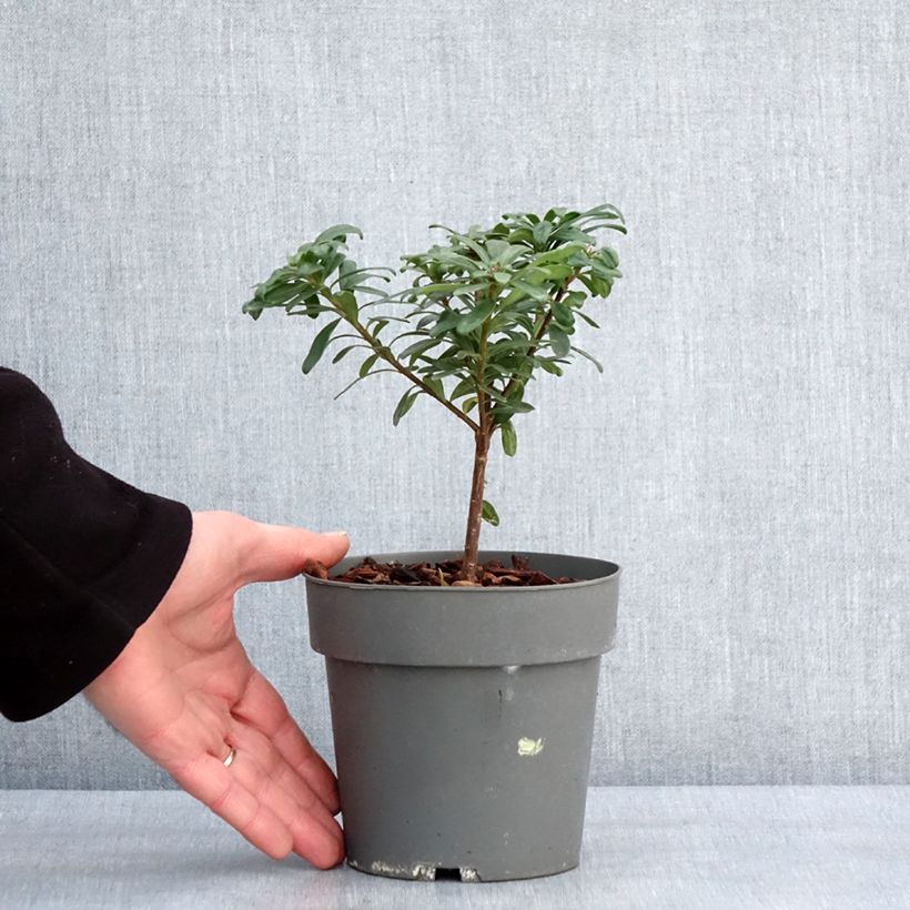 Exemplar von Seidelbast Eternal Fragrance - Daphne transatlantica Topf mit 1L/1,5L wie im Winter geliefert