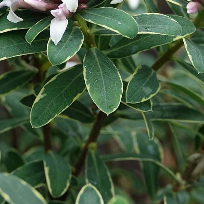 Seidelbast Summer Ice - Daphne transatlantica (Foliage)