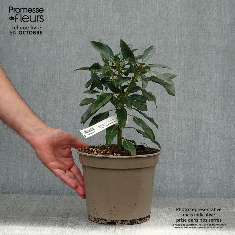Example of Daphniphyllum himalayense subsp. macropodum - Chinesischer Scheinlorbeer Topf mit 2L/3L as you get in automne
