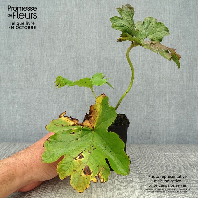 Example of Darmera peltata - Schildblatt Kleine Töpfe von 8/9 cm as you get in automne