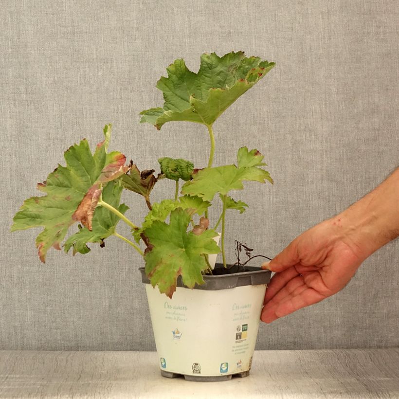 Example of Darmera peltata - Schildblatt Topf mit 2L/3L as you get in ete