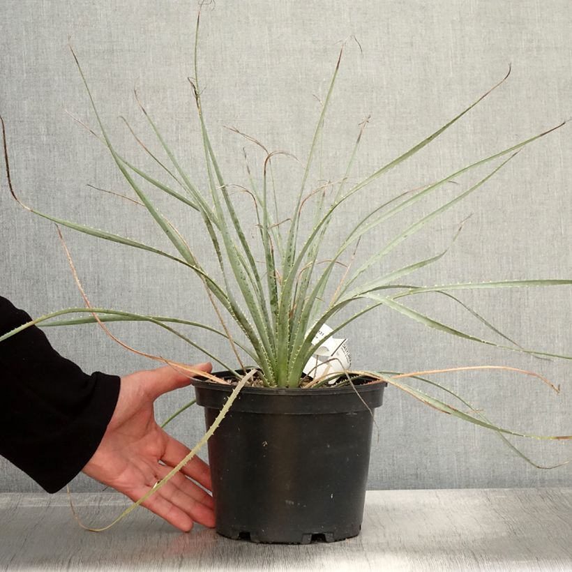 Example of Dasylirion wheeleri - Rauhschopf Topf mit 3L/4L as you get in automne