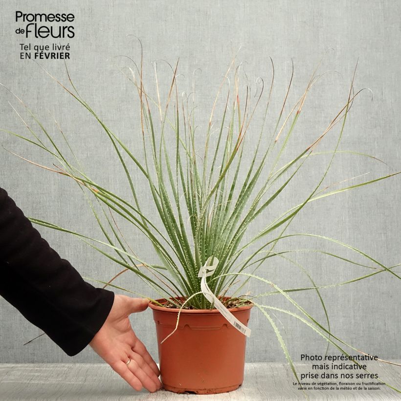 Exemplar von Dasylirion wheeleri - Rauhschopf Topf mit 3L/4L wie im Winter geliefert