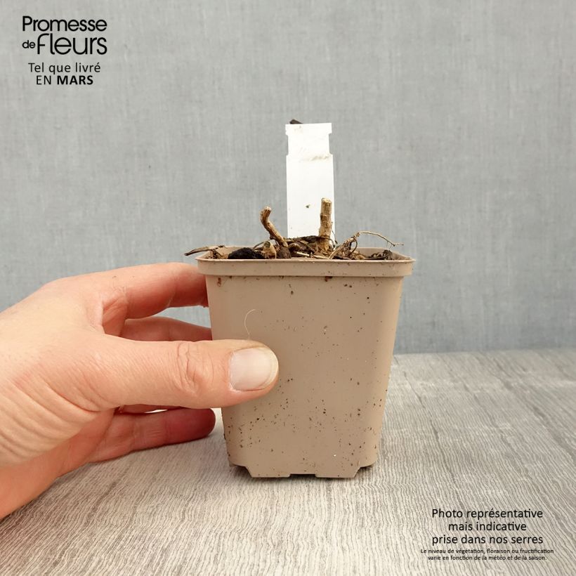 Exemplar von Datisca cannabina - Scheinhanf Kleine Töpfe von 8/9 cm wie im Frühjahr geliefert