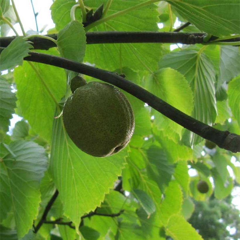 Davidia involucrata var. vilmoriniana - Taschentuchbaum (Harvest)