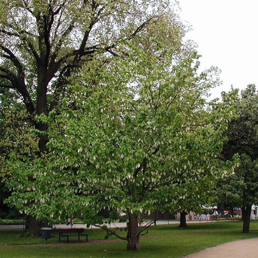 Davidia involucrata var. vilmoriniana - Taschentuchbaum (Plant habit)