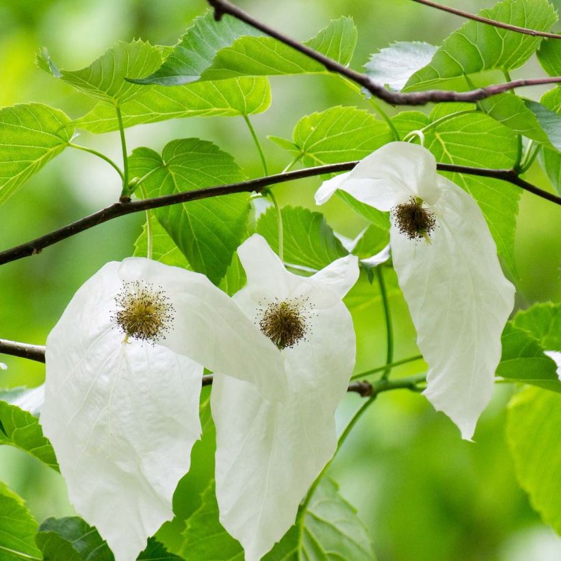 Davidia involucrata - Taschentuchbaum (Flowering)