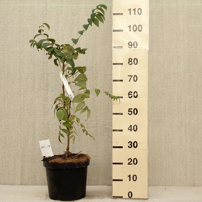 Example of Decaisnea fargesii - Blauschotenbaum Topf mit 7,5L/10L as you get in automne