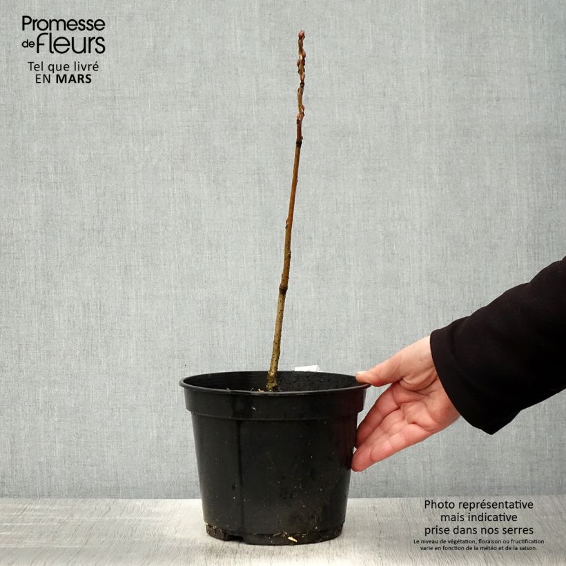 Exemplar von Decaisnea fargesii - Blauschotenbaum Topf mit 2L/3L wie im Frühjahr geliefert