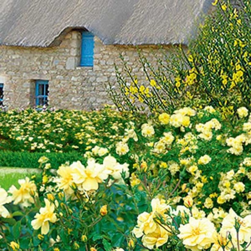 Rosa Celina - Bodendecker-Rose (Hafen)