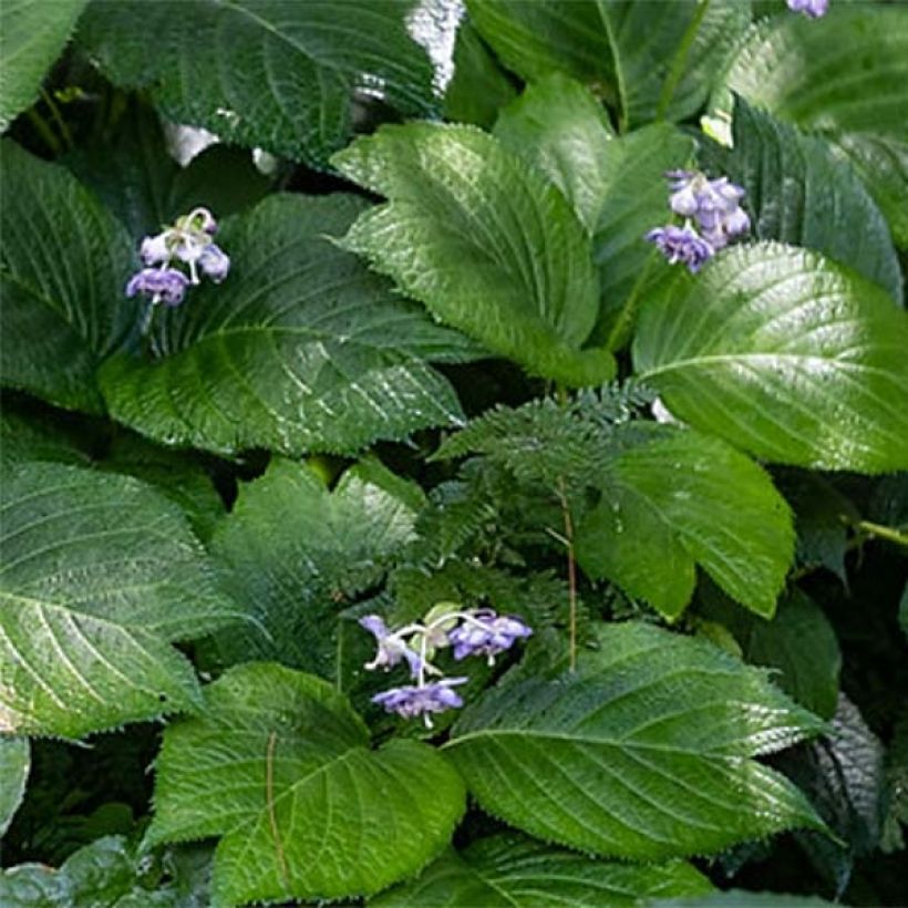 Deinanthe Blue Wonder - Scheinhortensie (Foliage)