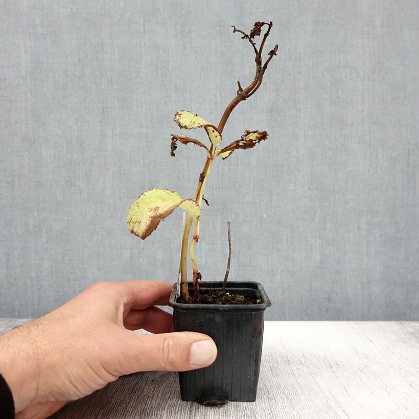 Example of Deinanthe Blue Wonder - Scheinhortensie Kleine Töpfe von 8/9 cm as you get in automne