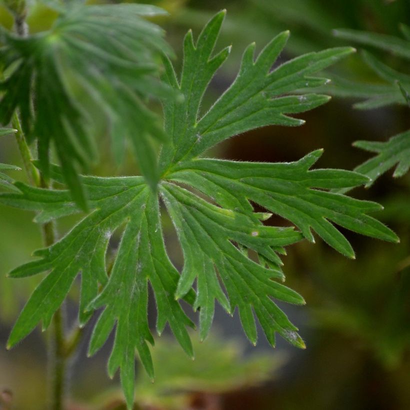 Delphinium belladona Bellamosum - Garten-Rittersporn (Foliage)