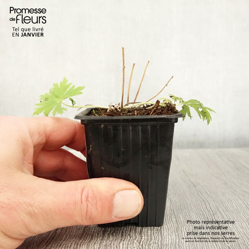 Exemplar von Delphinium belladona Casa Blanca - Garten-Rittersporn Kleine Töpfe von 7/8 cm wie im Winter geliefert