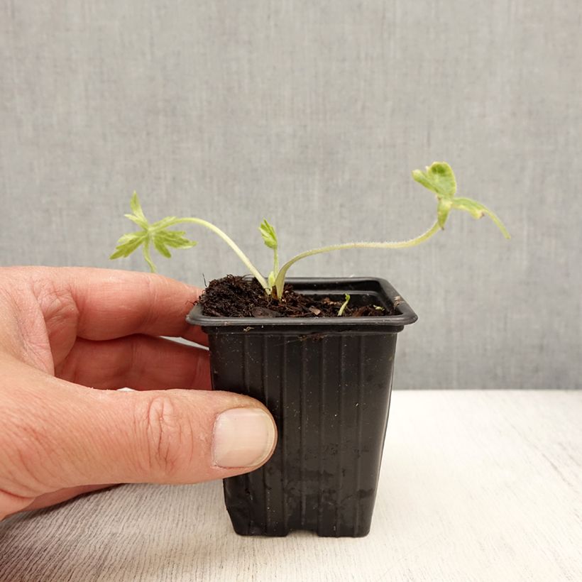 Exemplar von Delphinium belladona Casa Blanca - Garten-Rittersporn Kleine Töpfe von 7/8 cm wie im Frühjahr geliefert