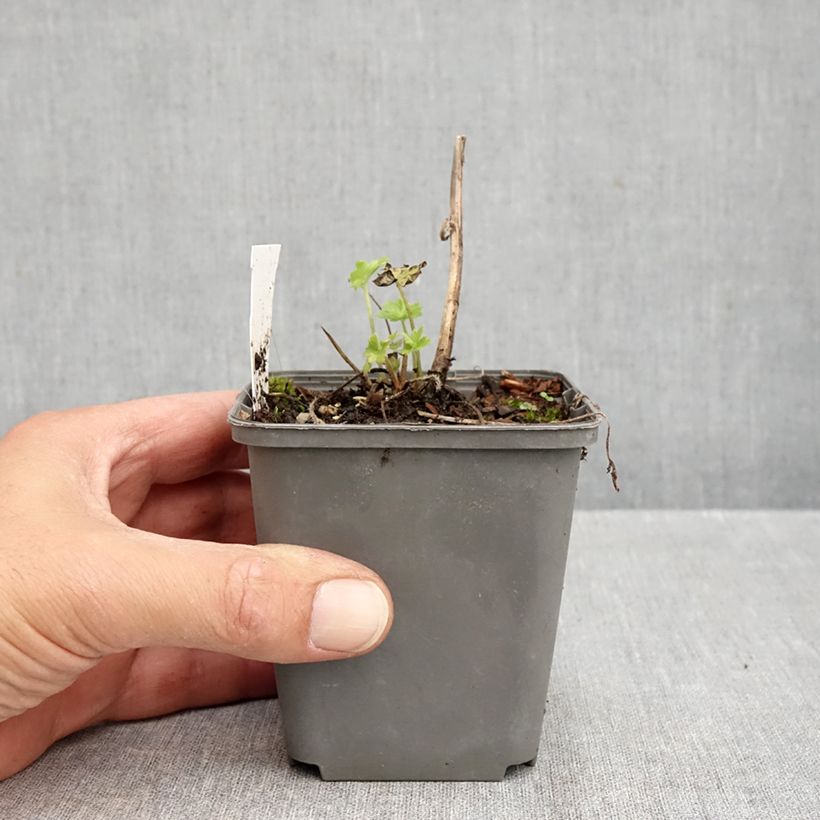 Exemplar von Pacific-Rittersporn Magic Fountain Dark Blue-Black Bee - Delphinium Kleine Töpfe von 8/9 cm wie im Herbst geliefert