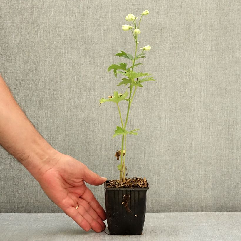 Exemplar von Hoher Rittersporn Double Innocence - Delphinium Kleine Töpfe von 8/9 cm wie im Sommer geliefert