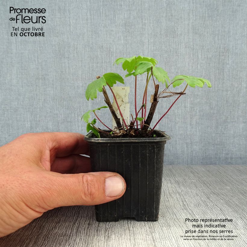 Example of Hoher Rittersporn Highlander Bolero - Delphinium Kleine Töpfe von 8/9 cm as you get in automne