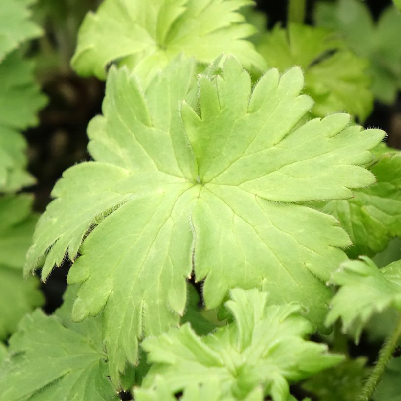 Hoher Rittersporn Highlander Bolero - Delphinium (Foliage)