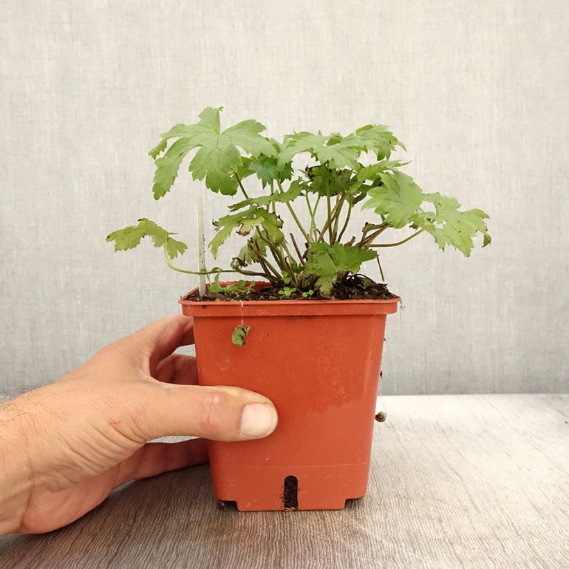 Example of Hoher Rittersporn Highlander Cha Cha - Delphinium Topf mit 1L/1,5L as you get in automne