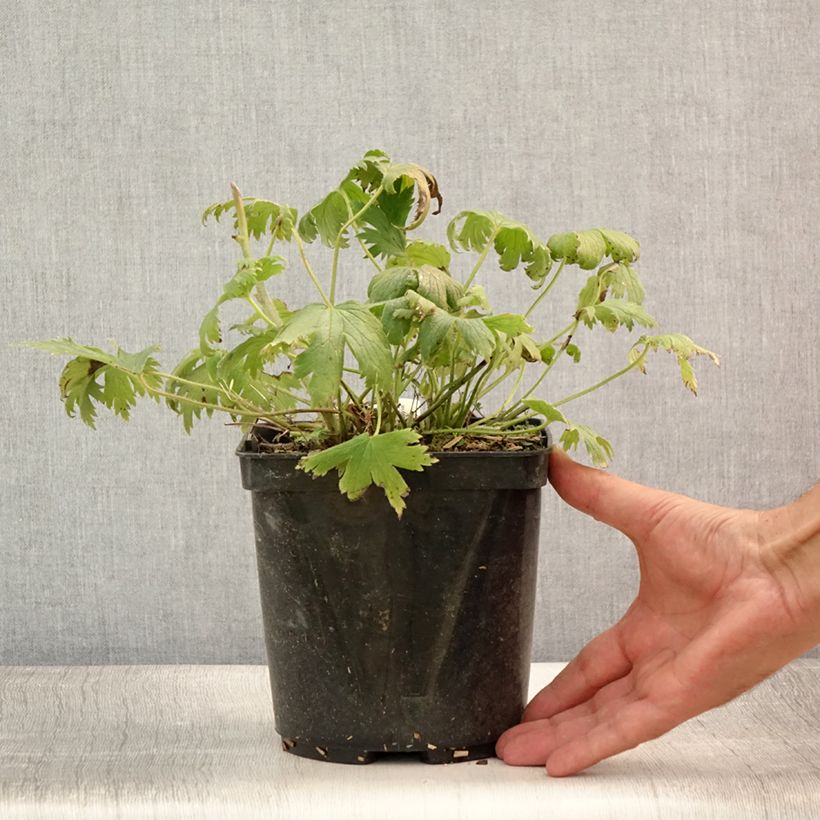 Exemplar von Hoher Rittersporn Highlander Flamenco - Delphinium Topf mit 2L/3L wie im Sommer geliefert