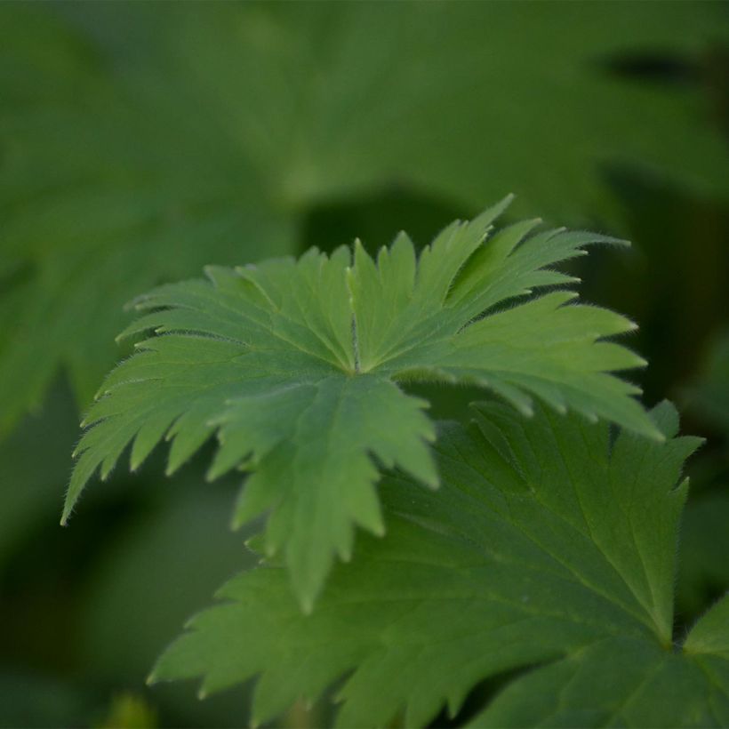 Pacific-Rittersporn Astolat - Delphinium (Foliage)