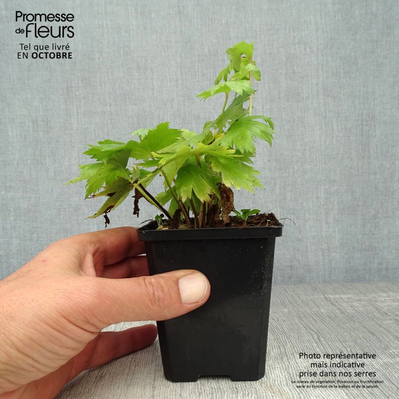 Example of Pacific-Rittersporn Astolat - Delphinium Kleine Töpfe von 8/9 cm as you get in automne