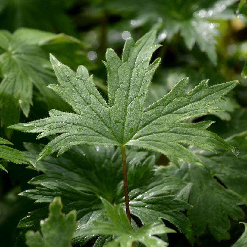 Pacific-Rittersporn Black Knight - Delphinium (Foliage)