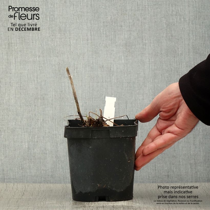 Example of Pacific-Rittersporn Black Knight - Delphinium Topf mit 2L/3L as you get in automne