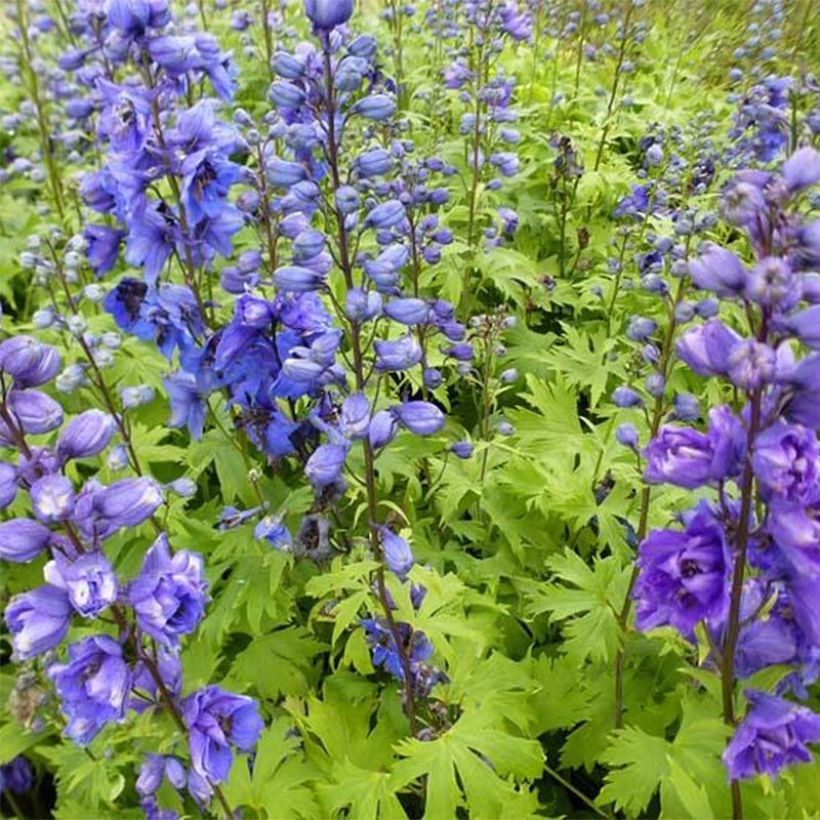 Pacific-Rittersporn Blue Jay - Delphinium (Plant habit)