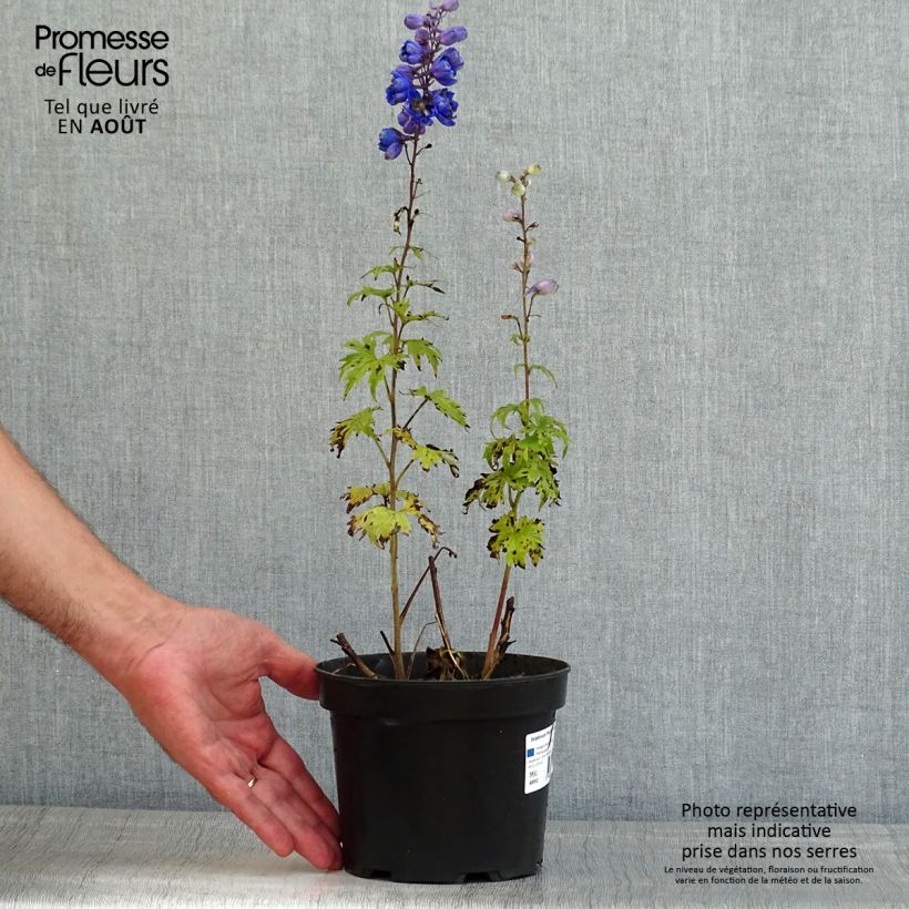 Example of Pacific-Rittersporn Blue Jay - Delphinium Topf mit 2L/3L as you get in ete
