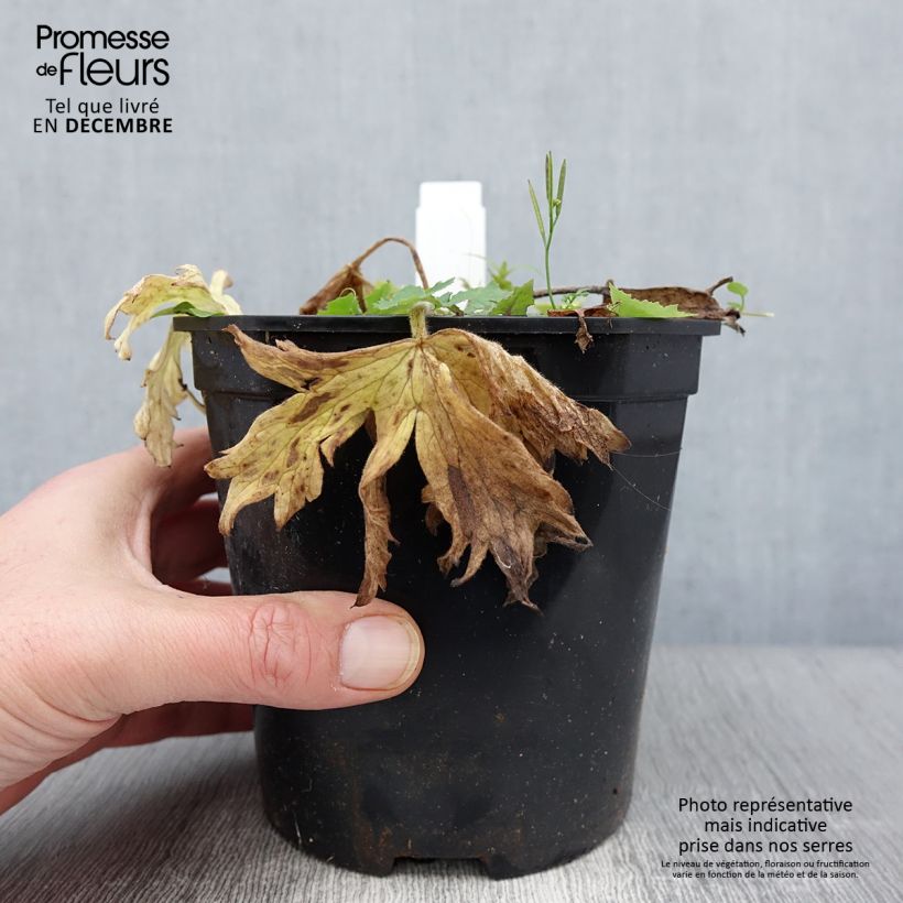 Example of Pacific-Rittersporn Galahad - Delphinium Topf mit 2L/3L as you get in automne