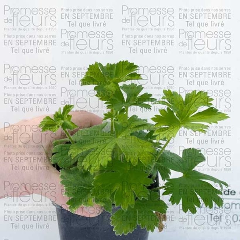 Pacific-Rittersporn King Arthur - Delphinium (Plant habit)