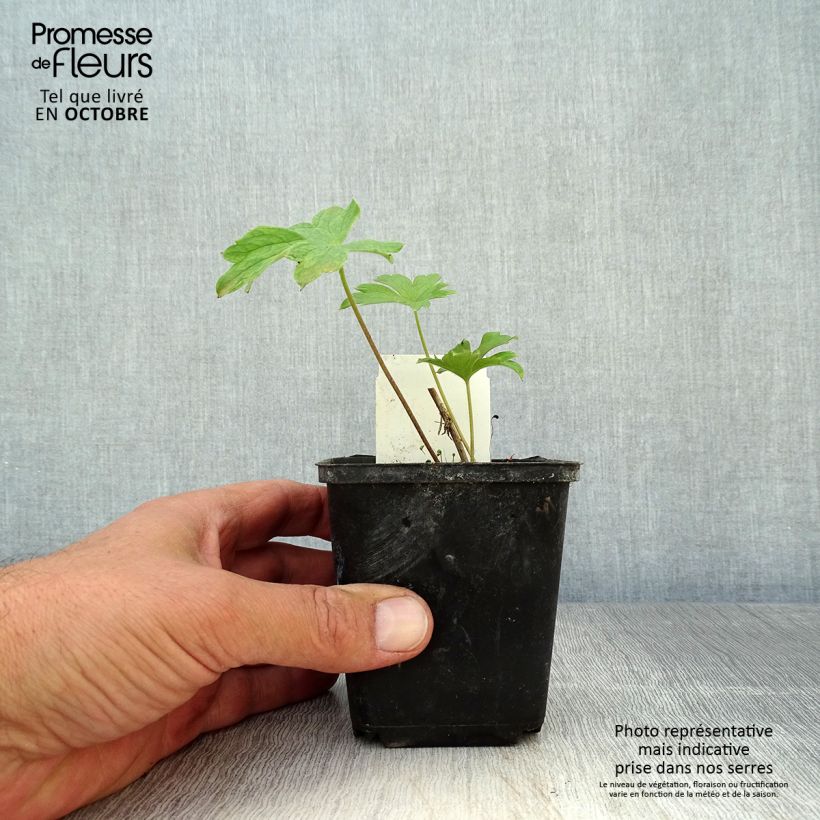 Example of Pacific-Rittersporn King Arthur - Delphinium Kleine Töpfe von 7/8 cm as you get in automne