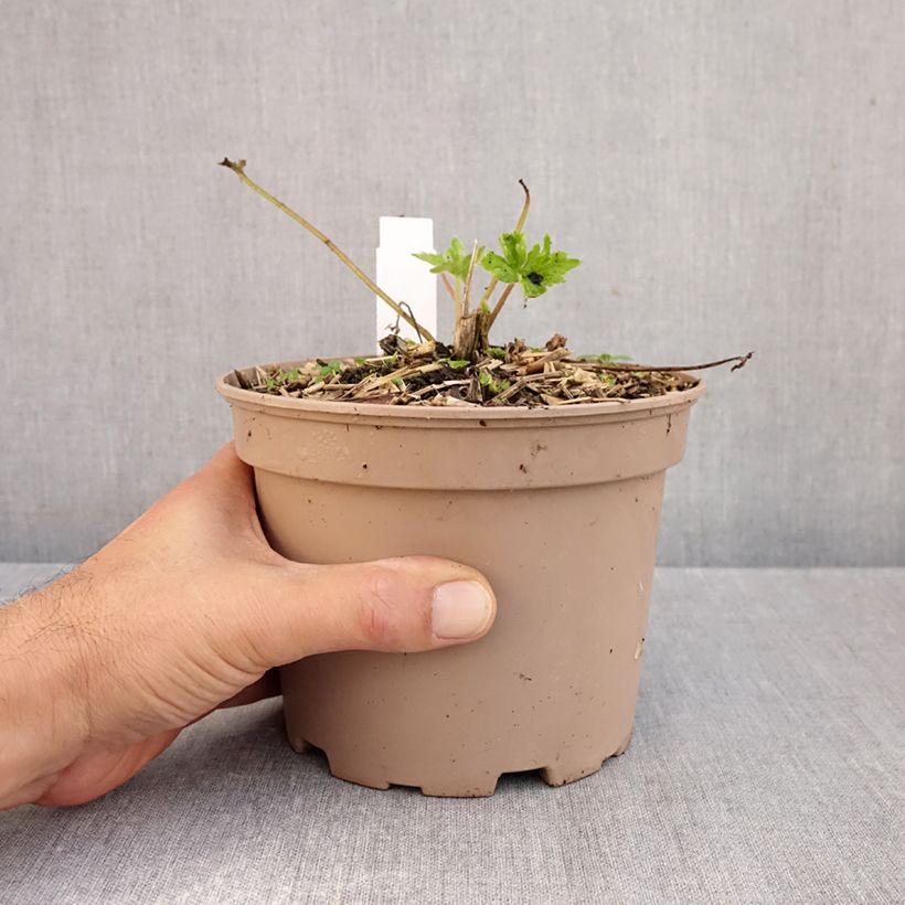 Exemplar von Pacific-Rittersporn King Arthur - Delphinium Topf mit 2L/3L wie im Herbst geliefert