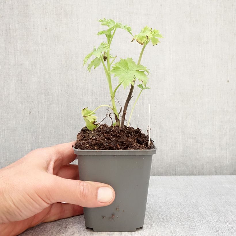 Exemplar von Pacific-Rittersporn Magic Fountain Sky Blue-White Bee - Delphinium Kleine Töpfe von 8/9 cm wie im Frühjahr geliefert