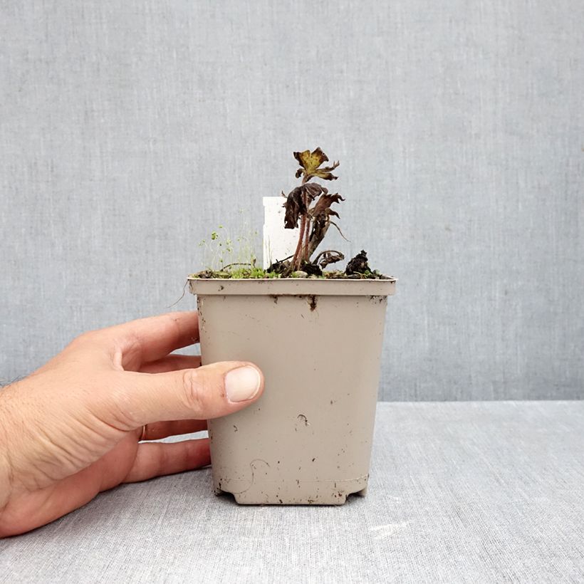 Exemplar von Garten-Rittersporn Strawberry Fair - Delphinium Kleine Töpfe von 8/9 cm wie im Herbst geliefert