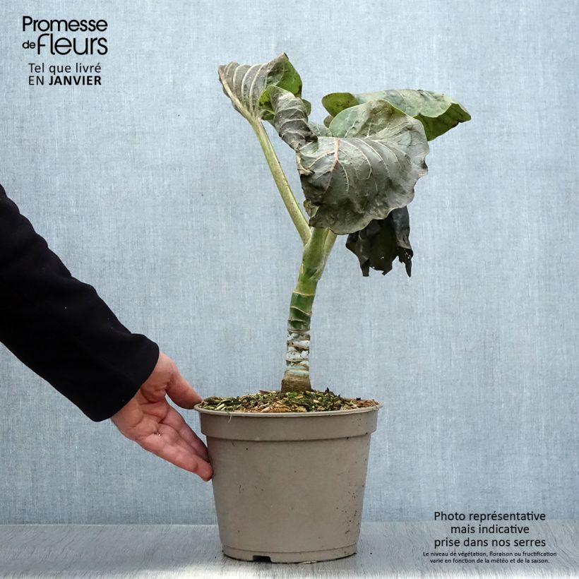 Exemplar von Dendroseris litoralis - Juan Fernández-Kohlbaum Topf mit 4L/5L wie im Winter geliefert