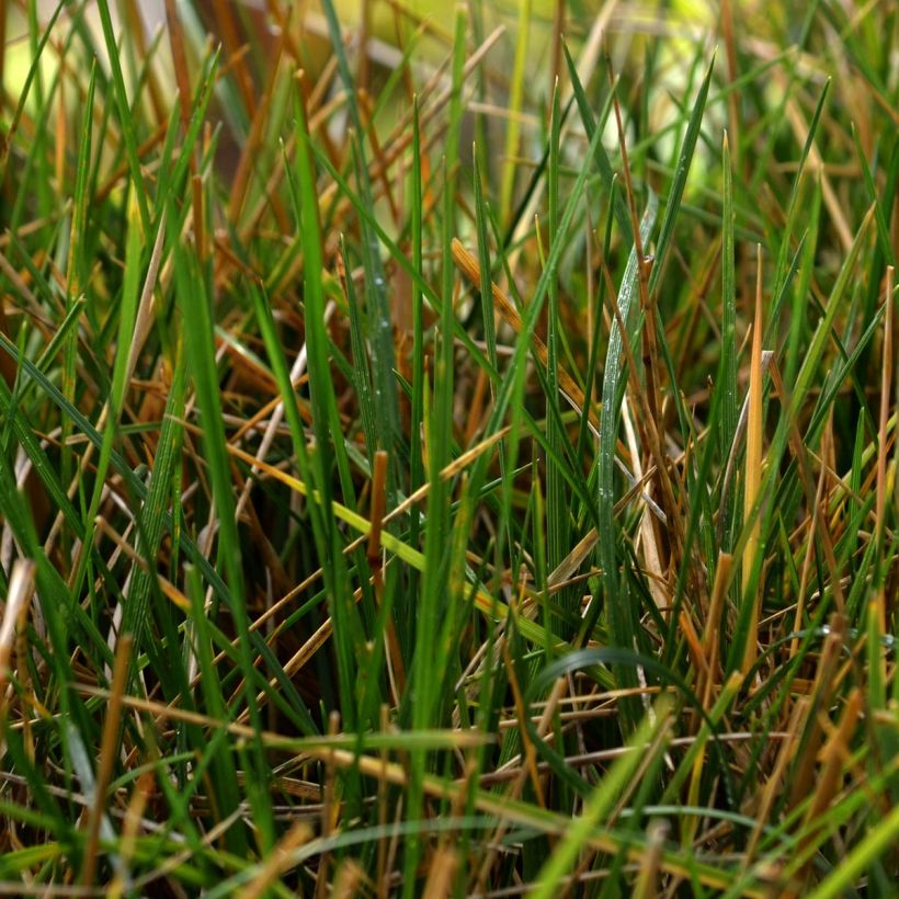 Rasen-Schmiele - Deschampsia caespitosa (Foliage)