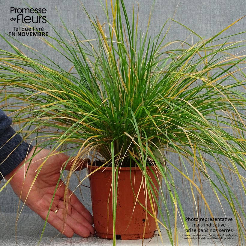 Example of Rasen-Schmiele Bronzeschleier - Deschampsia caespitosa Topf mit 2L/3L as you get in automne