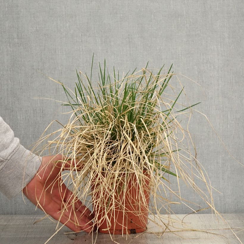 Exemplar von Rasen-Schmiele Bronzeschleier - Deschampsia caespitosa Topf mit 2L/3L wie im Frühjahr geliefert