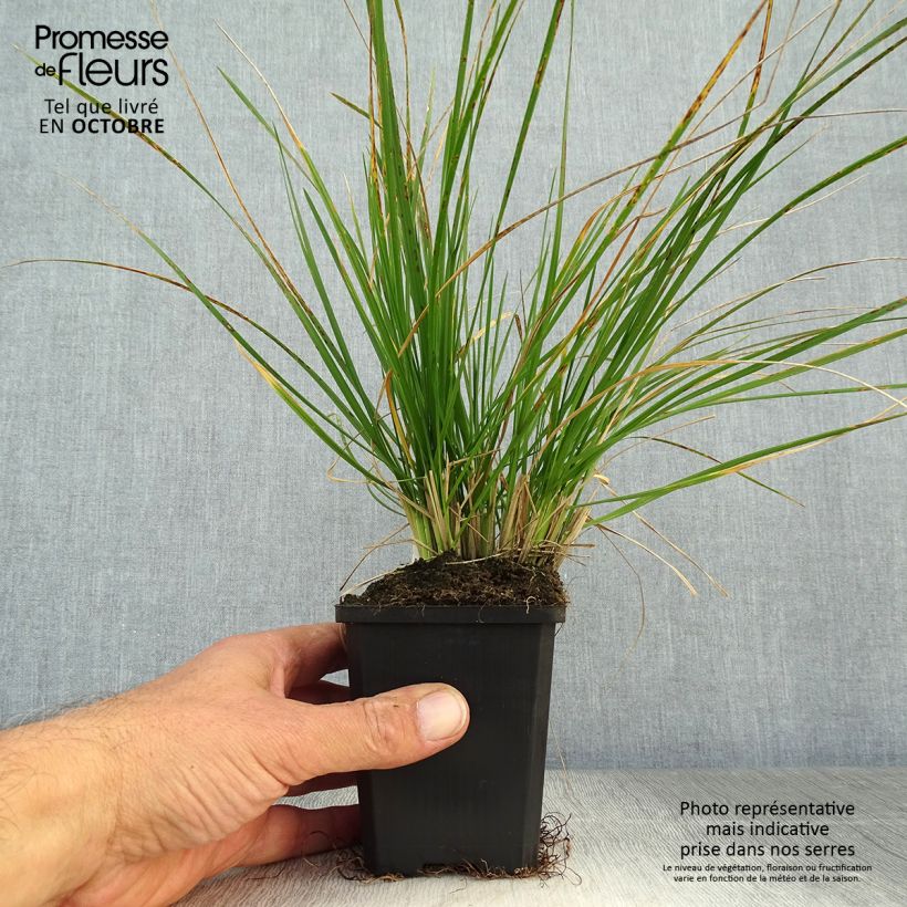 Example of Rasen-Schmiele - Deschampsia caespitosa Kleine Töpfe von 8/9 cm as you get in automne