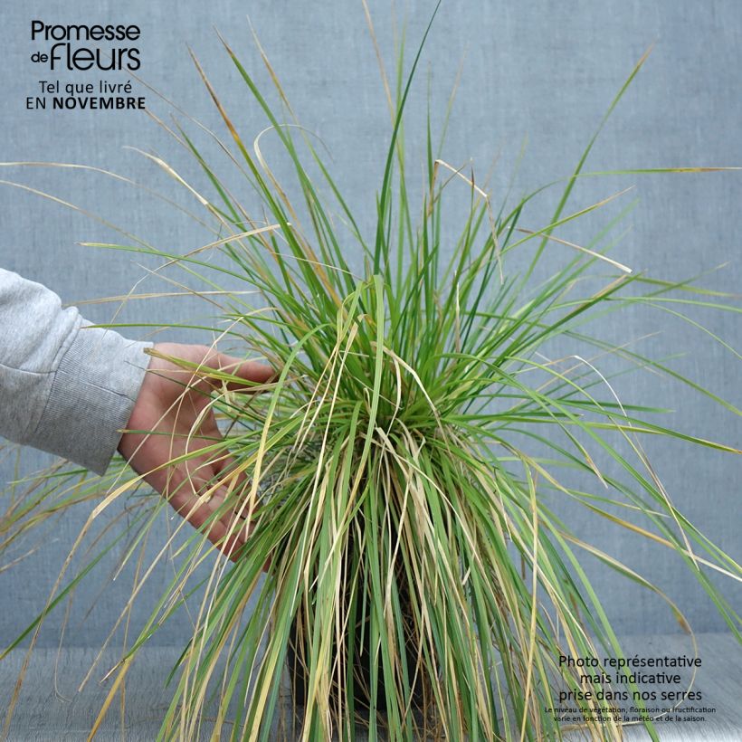 Example of Rasen-Schmiele - Deschampsia caespitosa Topf mit 2L/3L as you get in automne