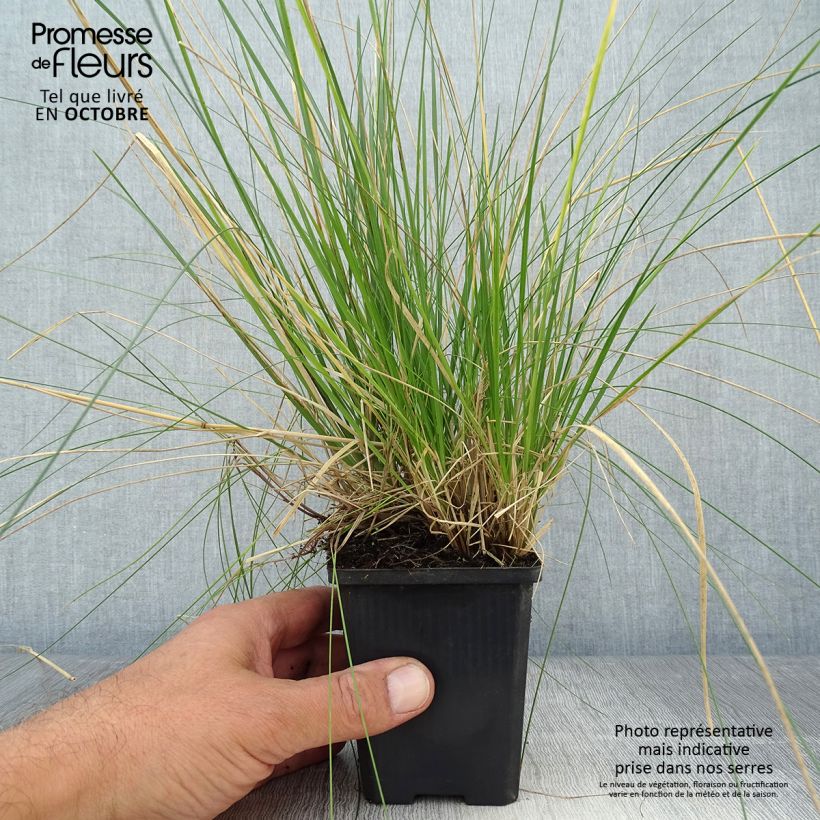 Example of Rasen-Schmiele Goldtau - Deschampsia caespitosa Kleine Töpfe von 8/9 cm as you get in automne