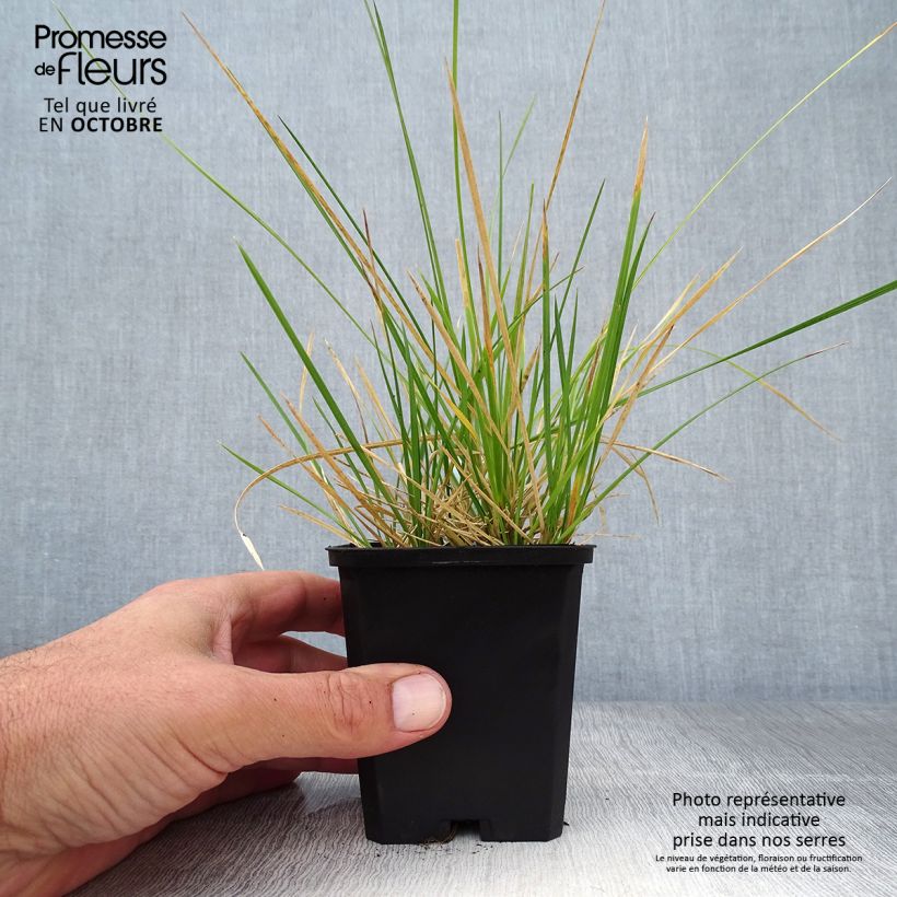 Example of Rasen-Schmiele Palava - Deschampsia caespitosa Kleine Töpfe von 8/9 cm as you get in automne
