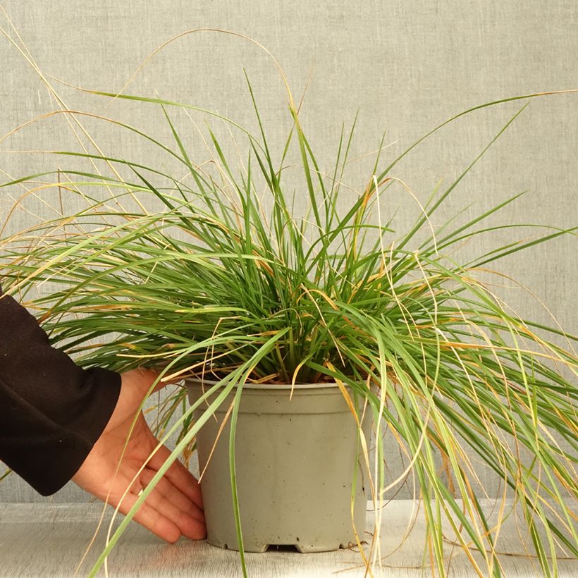 Example of Rasen-Schmiele Palava - Deschampsia caespitosa Topf mit 3L/4L as you get in automne