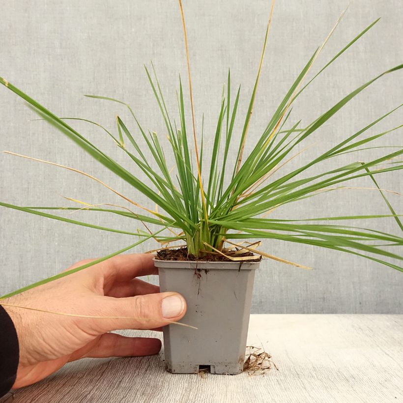 Example of Rasen-Schmiele Pixie Fountain - Deschampsia caespitosa Kleine Töpfe von 8/9 cm as you get in automne