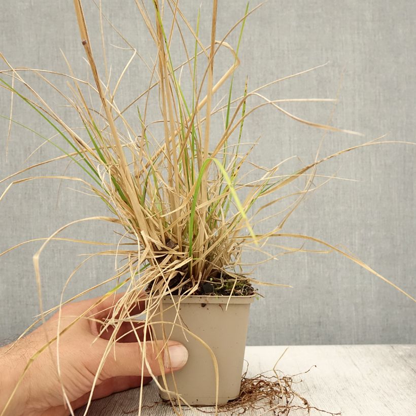 Example of Rasen-Schmiele Tardiflora - Deschampsia caespitosa Kleine Töpfe von 8/9 cm as you get in automne