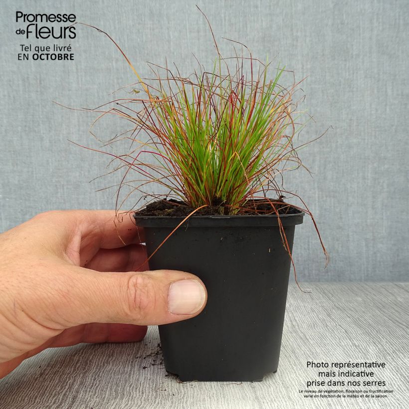 Example of Schlängel-Schmiele - Deschampsia flexuosa Kleine Töpfe von 8/9 cm as you get in automne