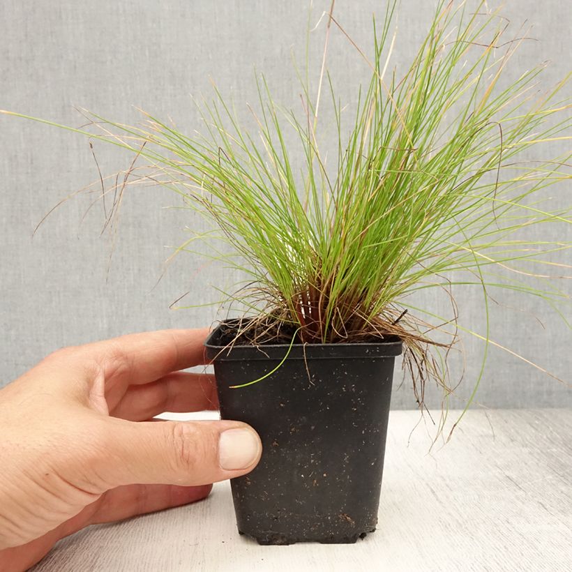 Exemplar von Schlängel-Schmiele Tatra Gold - Deschampsia flexuosa Kleine Töpfe von 8/9 cm wie im Sommer geliefert